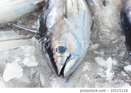 油炸鰹魚 10525126