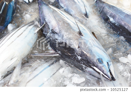 油炸鰹魚 油炸鰹魚 10525127