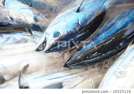 油炸鰹魚 油炸鰹魚 10525128