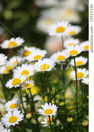 Chrisanmaemum Northpole Flower 10525186