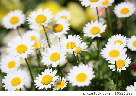 Chrisanmaemum Northpole Flower 10525188