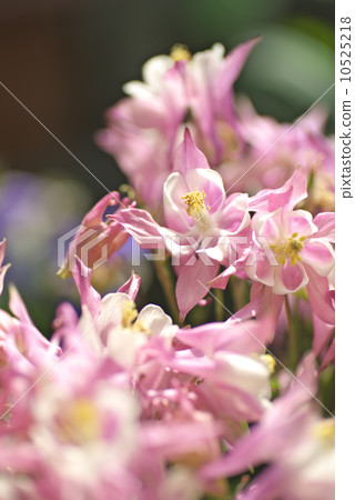 西方oedamaki 10525218