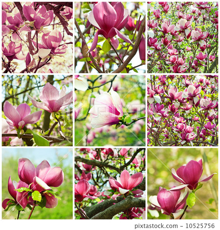 Magnolia  collage 10525756