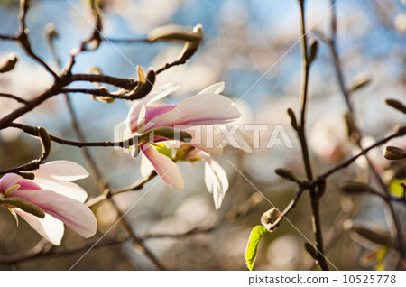 Magnolia white  flowers 10525778
