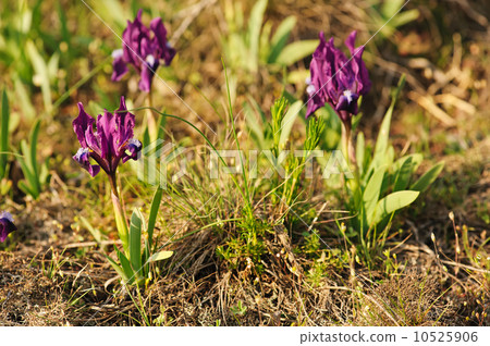 Iris flower in nature Iris flower in nature 10525906