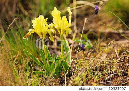 Iris flower in nature Iris flower in nature 10525907