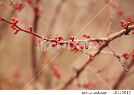 Apricot tree flower Apricot tree flower 10525917
