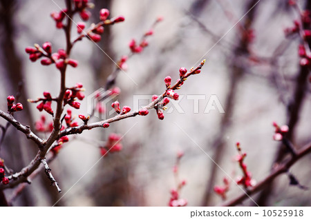 Apricot tree flower 10525918