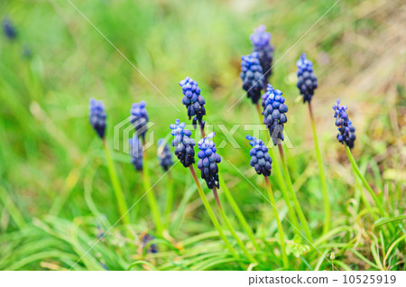 Muscari neglectum Muscari neglectum 10525919