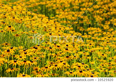 Rudbekia flowers Rudbekia flowers 10525920