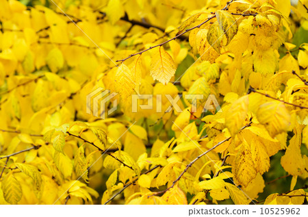 Autumn tree branch 10525962