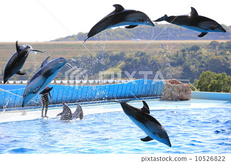 Dolphin Show Dolphin Show 10526822