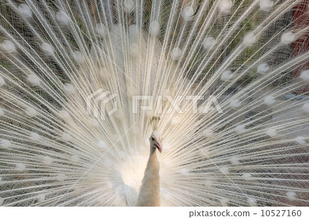 White peacock with feathers out closeup 10527160