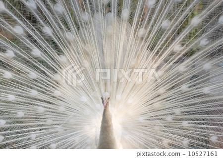 White peacock show with feathers 10527161