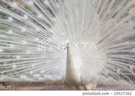 White peacock with feathers out White peacock with feathers out 10527162