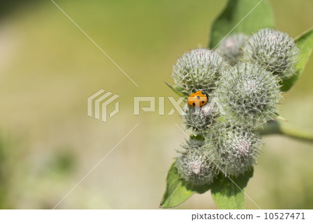plant on the white background plant on the white background 10527471
