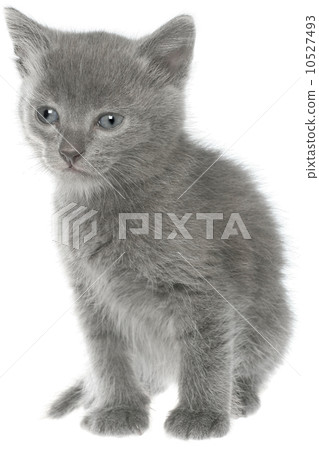 Small gray shorthair kitten sitting isolated 10527493