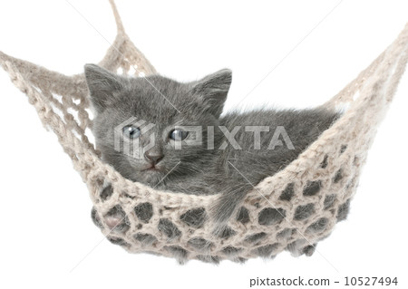 Cute gray kitten lying in hammock 10527494