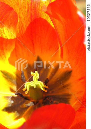 Orange Queen · Tulip 10527536