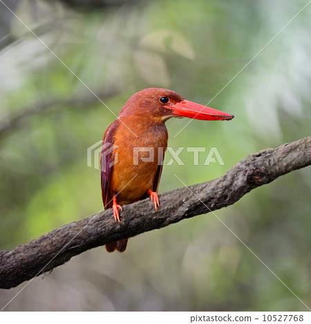 male Ruddy Kingfisher 10527768