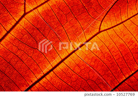 leaf abstract 10527769