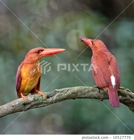 Ruddy Kingfisher 10527770