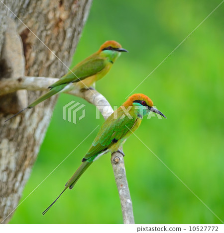 Little Green Bee-eater 10527772
