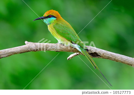 Little Green Bee-eater 10527773