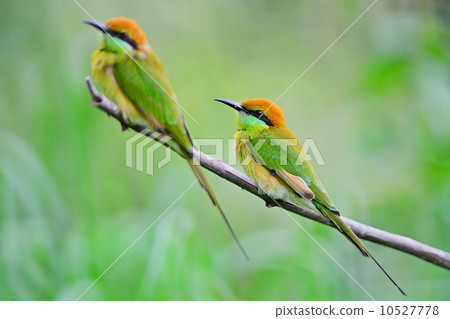 Little Green Bee-eater Little Green Bee-eater 10527778