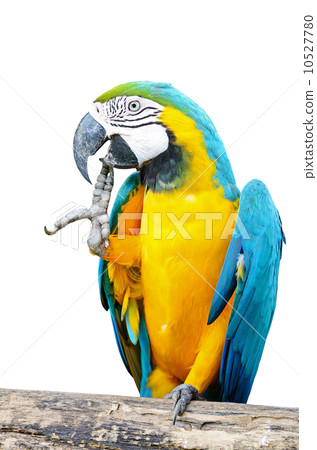 Blue and Glod Macaw isolated 10527780