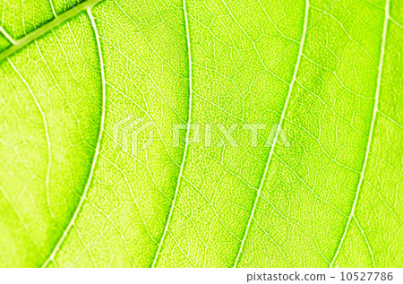 leaf abstract 10527786