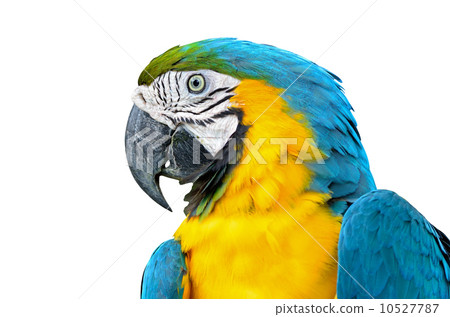 Blue and Glod Macaw isolated Blue and Glod Macaw isolated 10527787