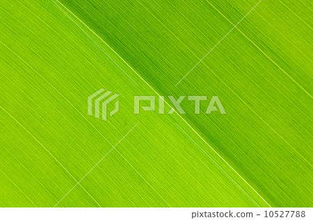 leaf abstract 10527788