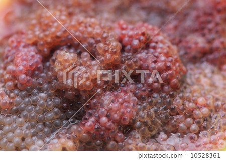 flounder eggs