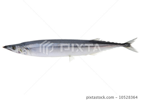 白色背景白色長凳竹刀魚 10528364