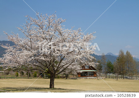 Cherry blossoms at Azumino Chihiro Park Cherry blossoms at Azumino Chihiro Park 10528639