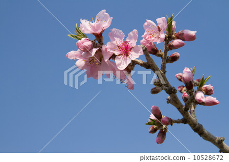 桃花 桃花 10528672