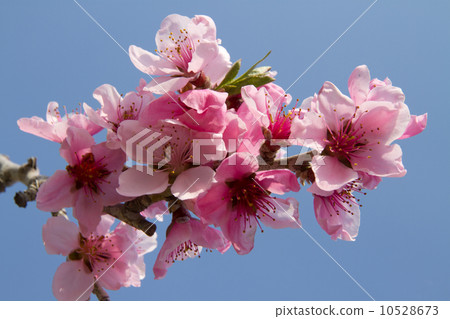 桃花 桃花 10528673