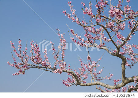 桃花 桃花 10528674