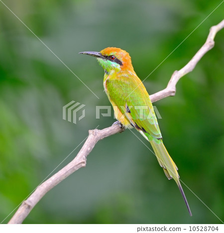Little Green Bee-eater 10528704