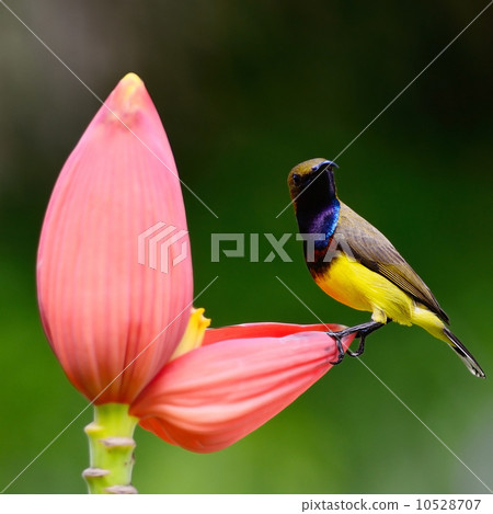 male Olive-backed Sunbird 10528707