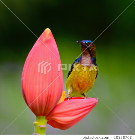 male Brown-throated Sunbird 10528708