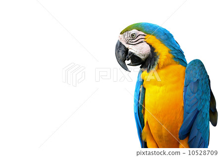 Blue and Glod Macaw isolated 10528709