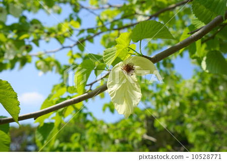 May flower handkerchief · mizuki family 14 10528771
