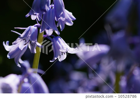 May flower Schiller · Campanulata · Lilyu 28 May flower Schiller · Campanulata · Lilyu 28 10528786