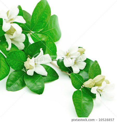 Orang Jessamine 10528857