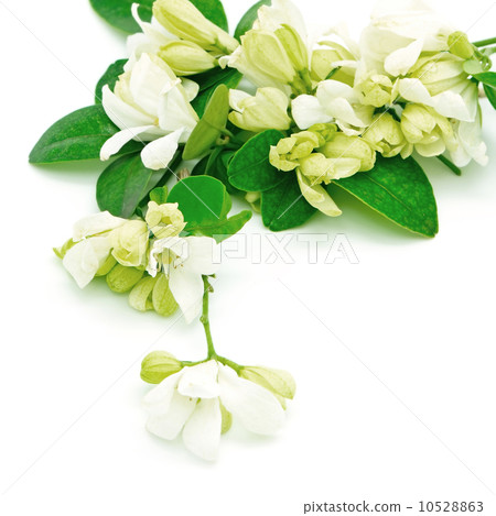 Orang Jessamine 10528863