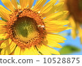 向日葵和兩隻蜜蜂 10528875