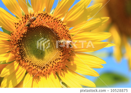 向日葵和兩隻蜜蜂 10528875