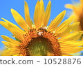 向日葵和兩隻蜜蜂 10528876